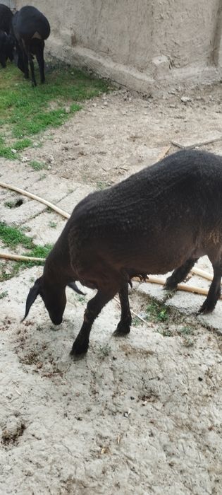 Ona bola qoʻy sotiladi