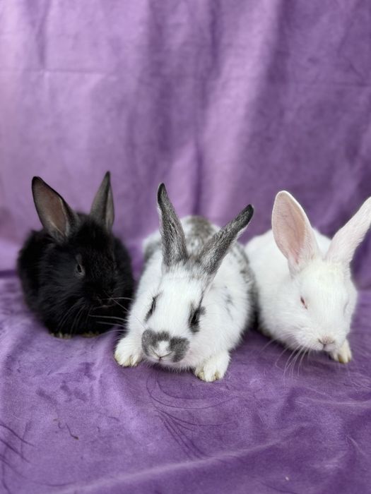 Quyon bollari ona hikol 22 ta bor 40-80 mingacham