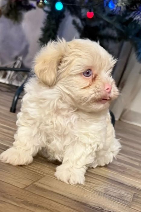 Bichon maltez băiețel 1200 lei