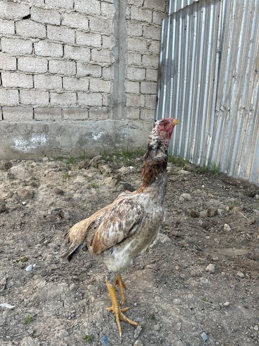 Dakan Xoroz tovuq ganoy  дакан srochno