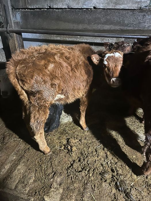 Телочка  1 год  поселок Акоре