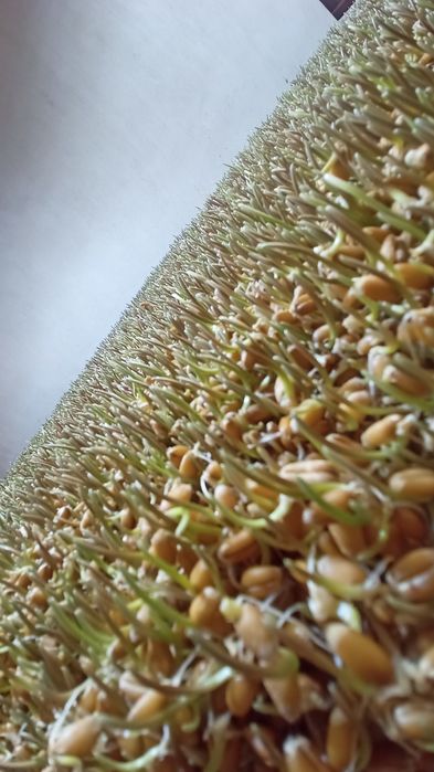 Бугдой сумалак учун