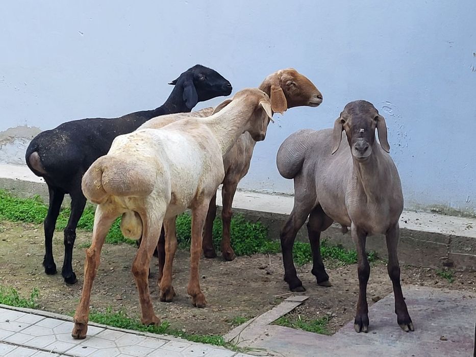 Кузи кучкор ва солулар