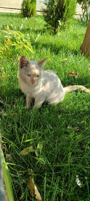 Котята крысоловы