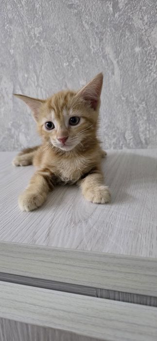 Ищут мам и пап котята