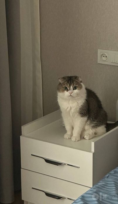 Ищем Котя за вознаграждение