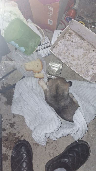 Шенята Бесплатно