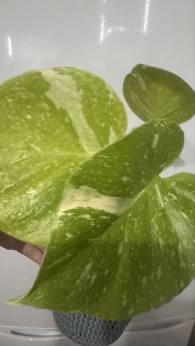 Монстера Тайское созвездие