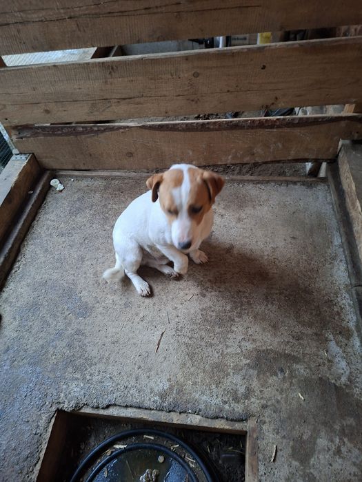 Vind căței Jak Rusel Terier