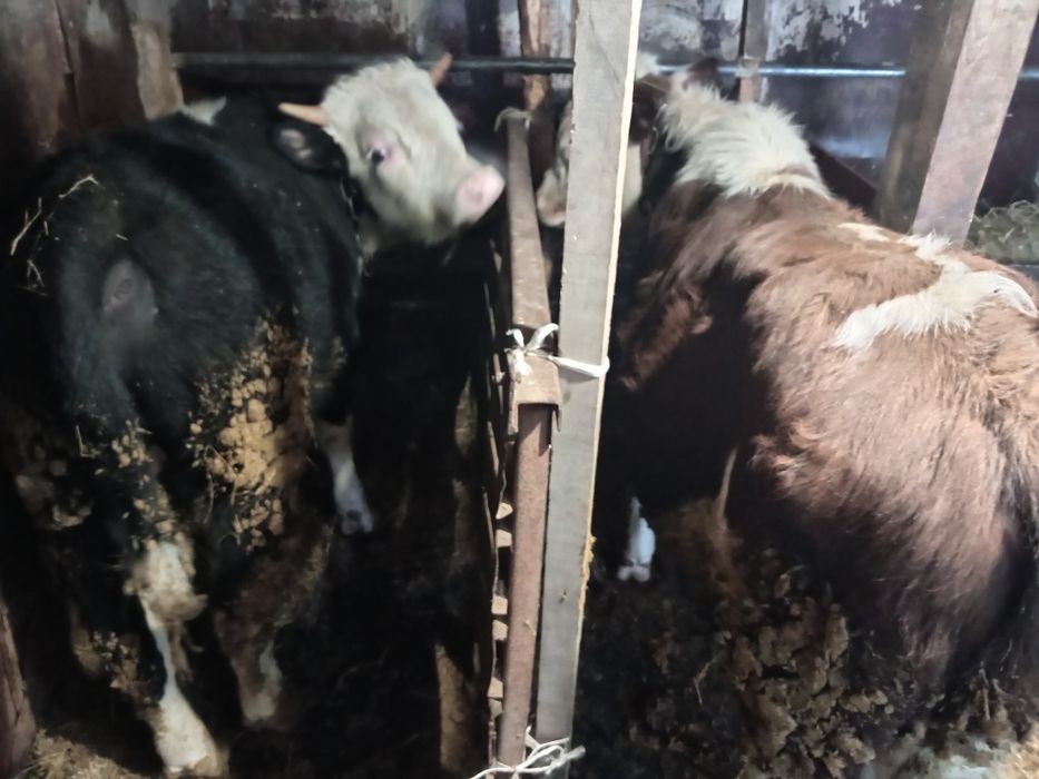 Продам два бычка находится в Кокшетау