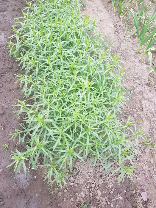 Tarhon, rozmarin, menta, patrunjel verde, feriga verde