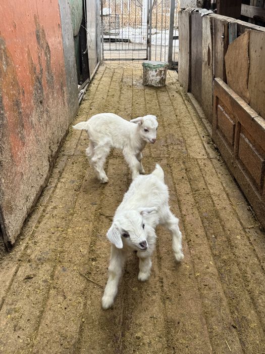 Продам зааненскую козу