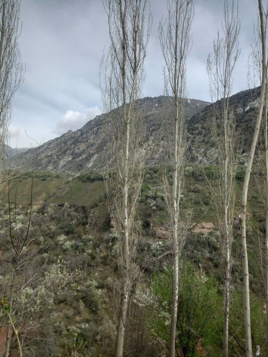 Уй сотилади Така-Янгок кишлогида Нефрит томонда