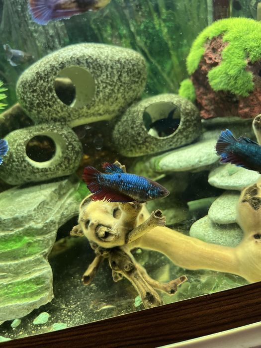 Петушки: самки и самцы молодые