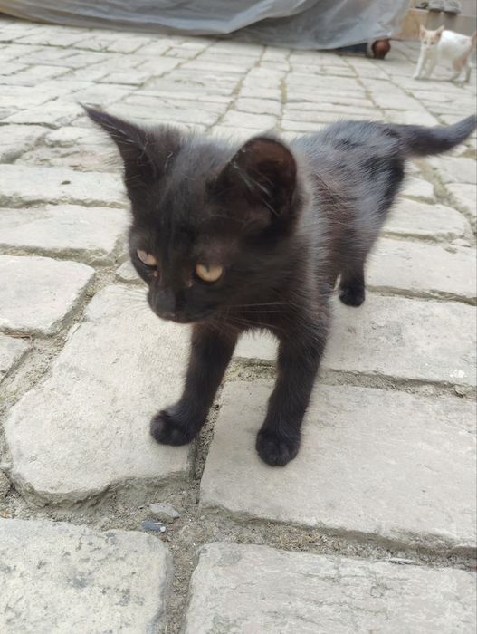 Mushukchalar ikkitasi oq va sariq bittasi qopqora bittasi seri safedi