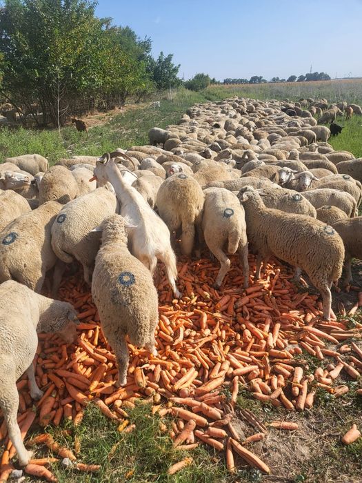 Vand oi grase pt pastrama( carcasa)