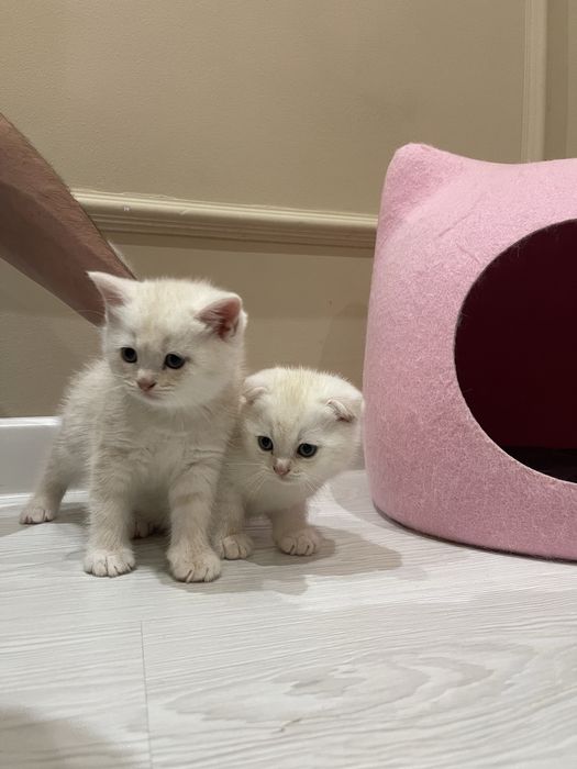 Котята чистокровные. Toza zotli mushukchalar sotiladi.