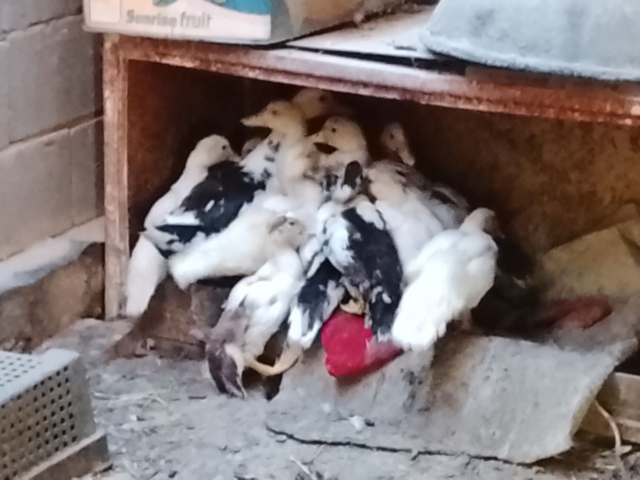 Продаются индоутка