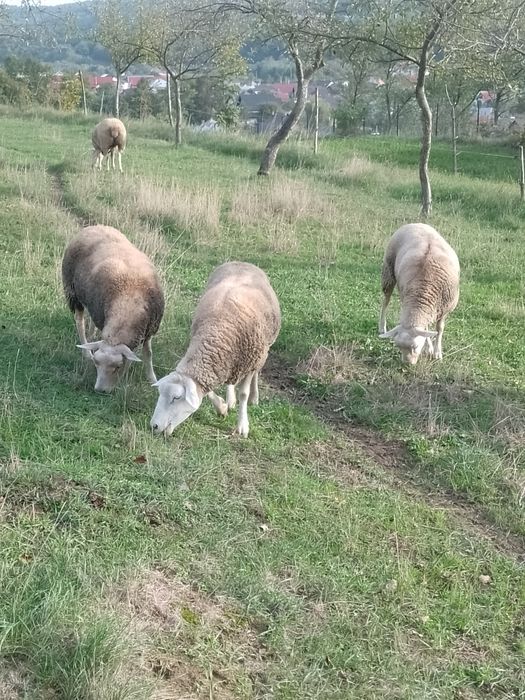 texel .oi .de carne.