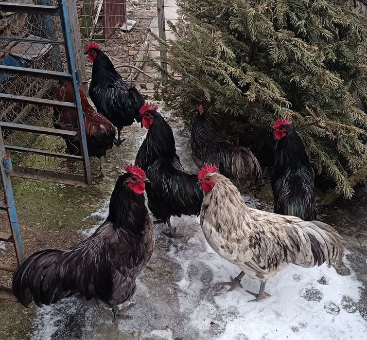 Cocoși 2025 Australop Negru Albastru Splash