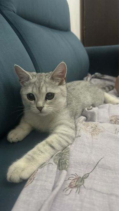 Прямоухо красивый мальчик