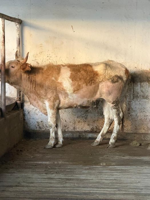 Қашар тумаған бордақы