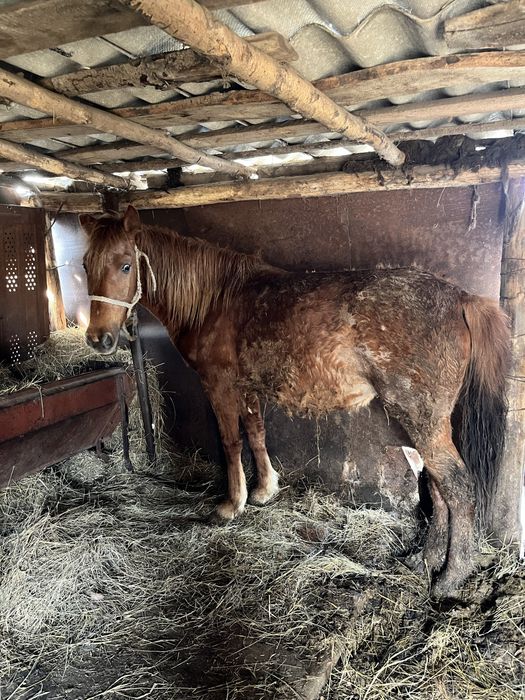 Байтал возрост 3 года рыжый