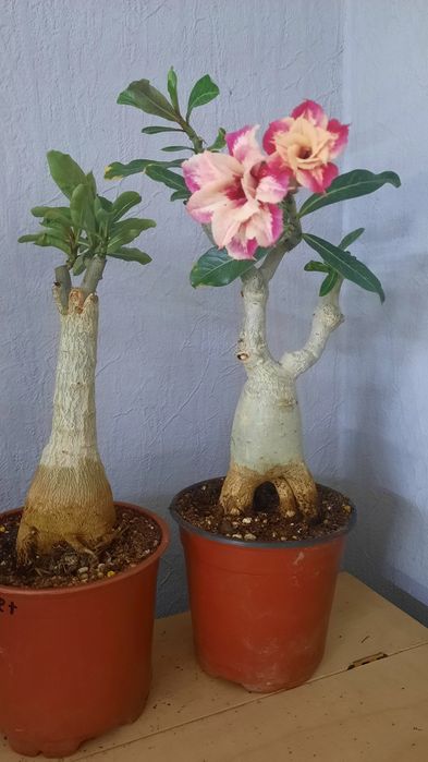 Адениум "Venice sunset ".