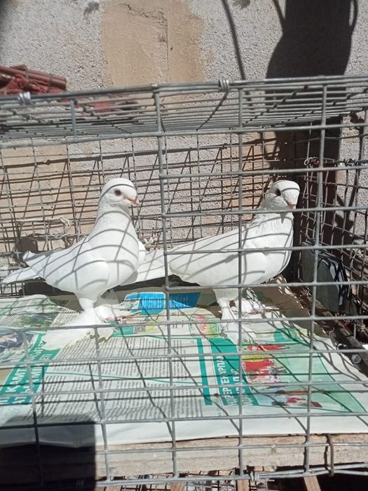 Продаются голуби