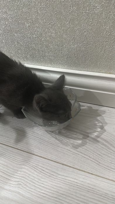 Кошка маленькая бесплатно