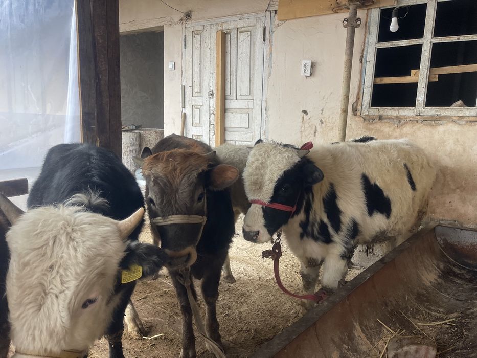 Өгіз бұқа еркек бұзау