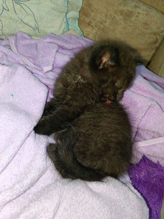 Котенок ищет себе семью.