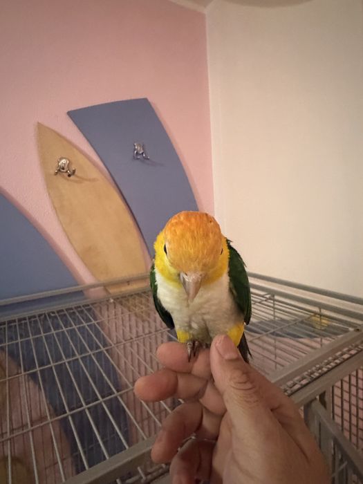 Vand papgali caigue persche