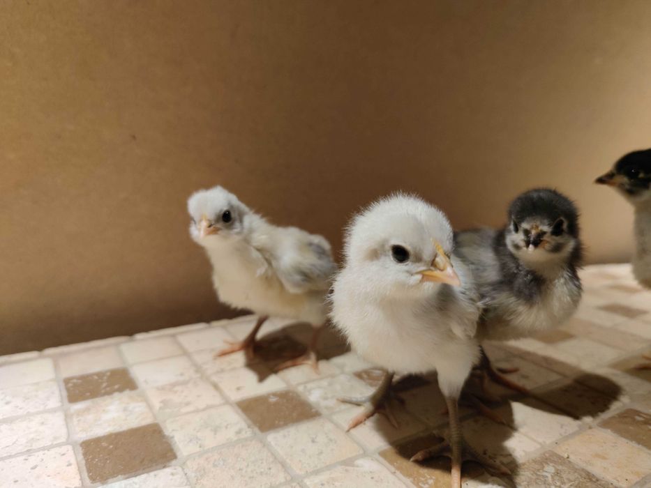 Vand pui Australorp, Plymouth, Marans, Araucana, Ameraucana,  pitice