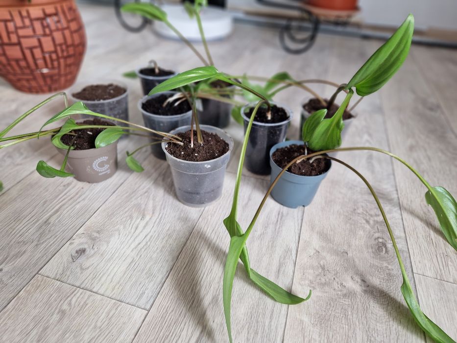 Срочно продам домашний цветок