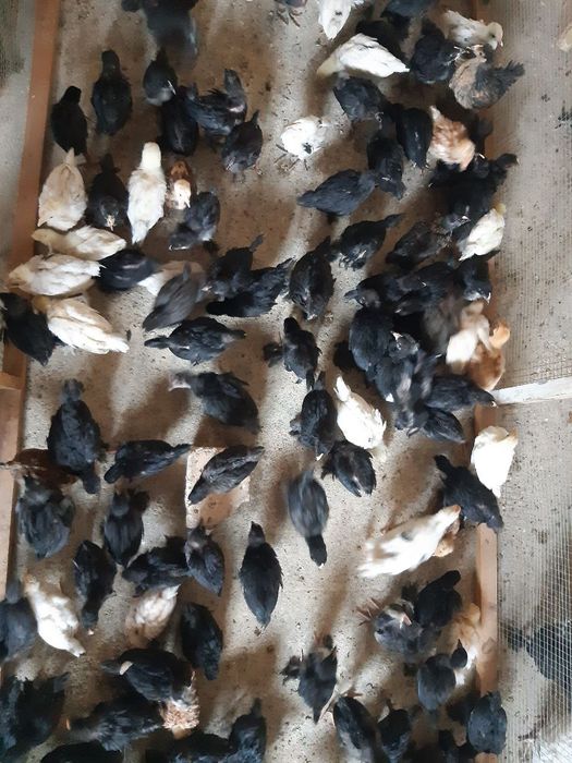 Jo'jalar joja 30 kunlik sifatli ishonchli qora shag'zoda,yubileyniy,