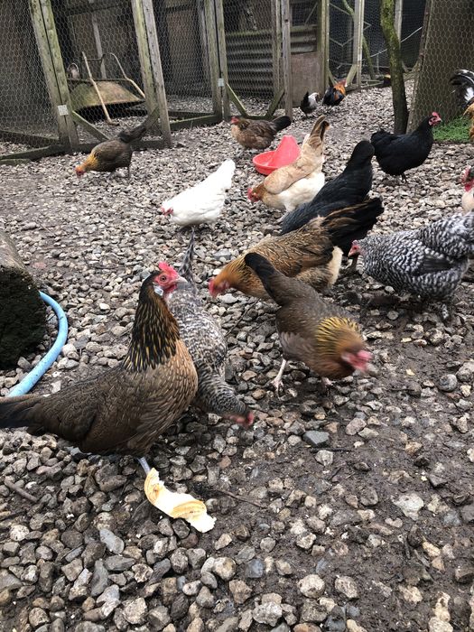 Oua incubat gainuse pheonix, motate , pitice