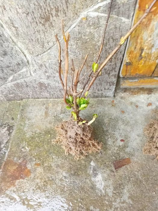 Хортензия  Розова