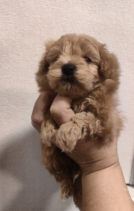 Мальчик, мальтипу F1, мини