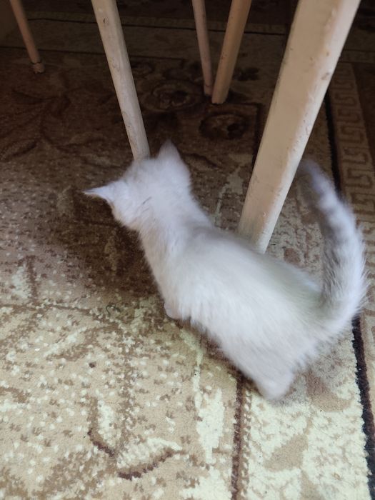 Отдам котят в хорошие руки