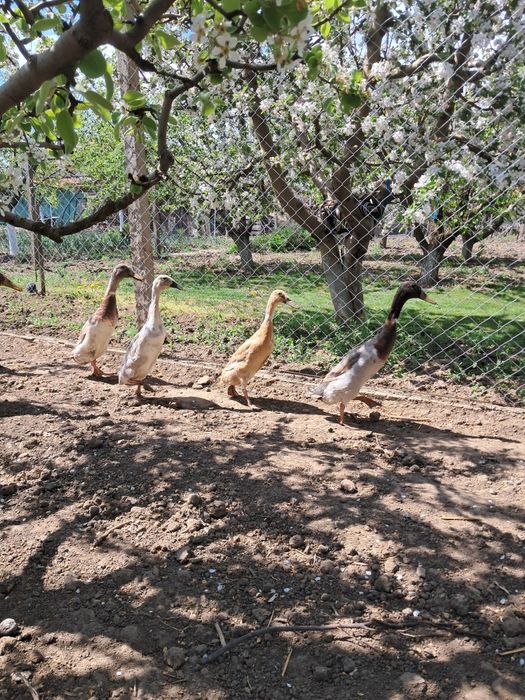 Boboci si oua de rata alergatoare indiana