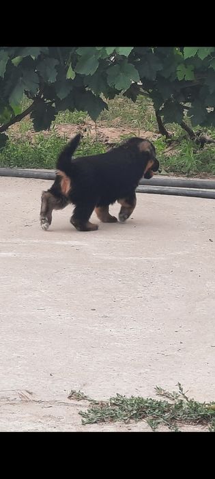 Немецкий Овчарка Күшік Ұрғашы