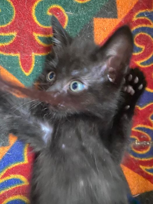 Отдам котят в добрые руки