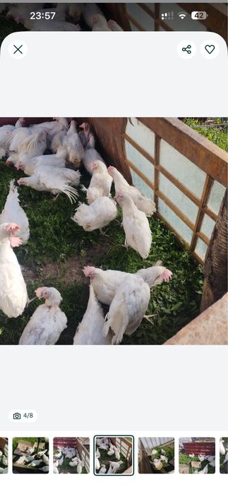 Продам курицы несушки