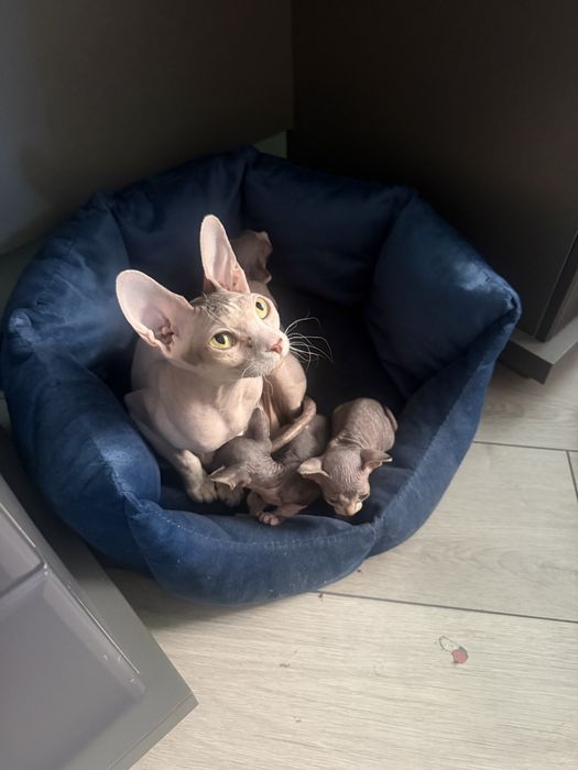 Котята канадского свинкса