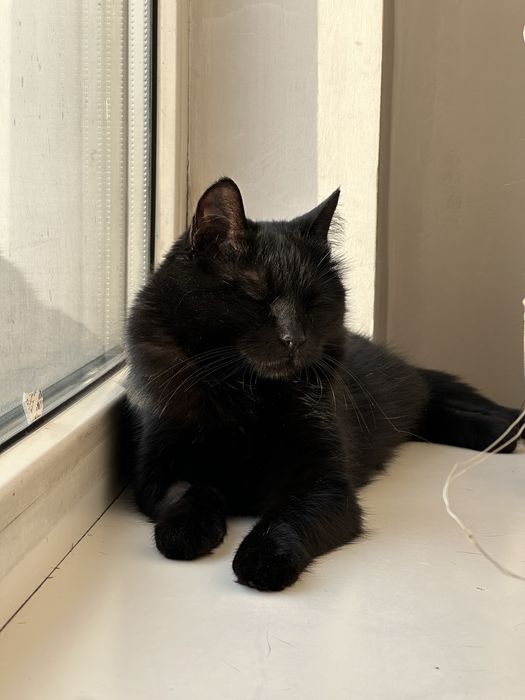 Котенок ищет дом