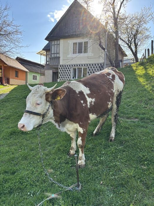 Vand vaca de 4 ani