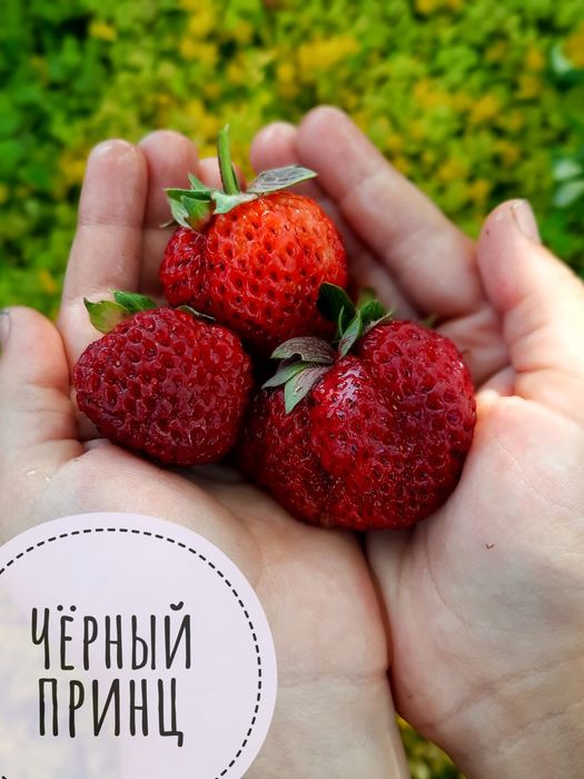 Клубника саженцы клубники
