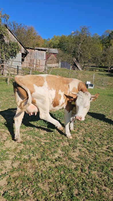 Vaca de vânzare