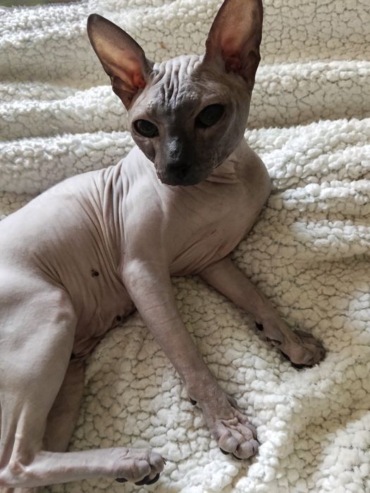 Продаются котята сфинкс